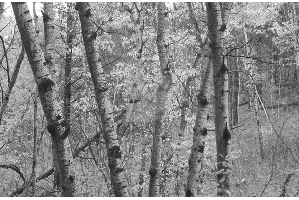 Birch Trees Birch Trees