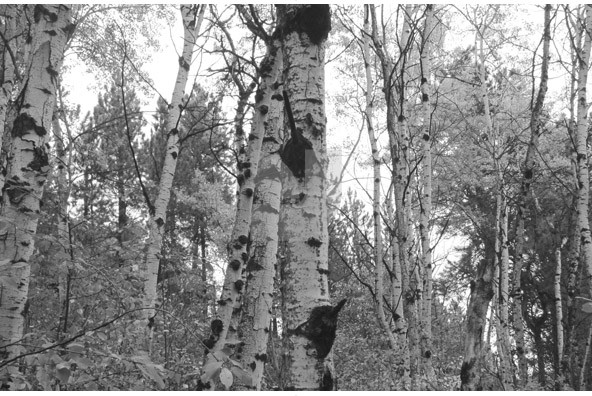 Birch Trees Birch Trees