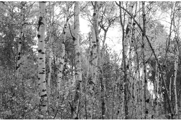 Birch Trees Birch Trees