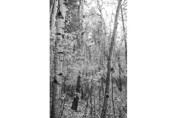 Birch Trees Birch Trees