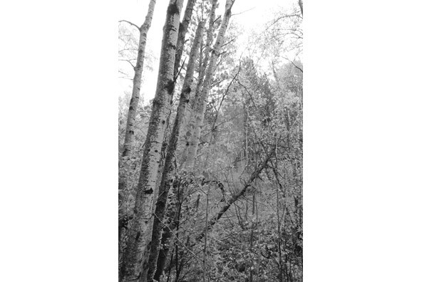 Birch Trees Birch Trees