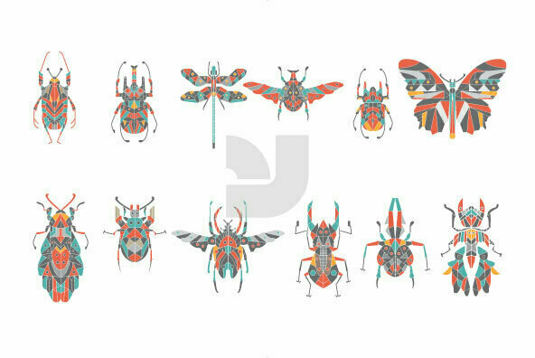 Insect Insect