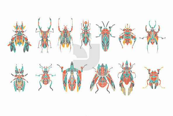 Insect Insect