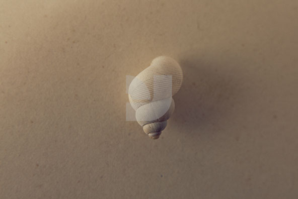 The Shell Collection 1