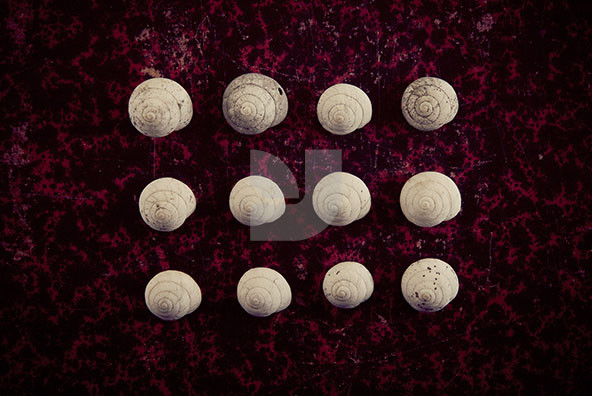 The Shell Collection 3