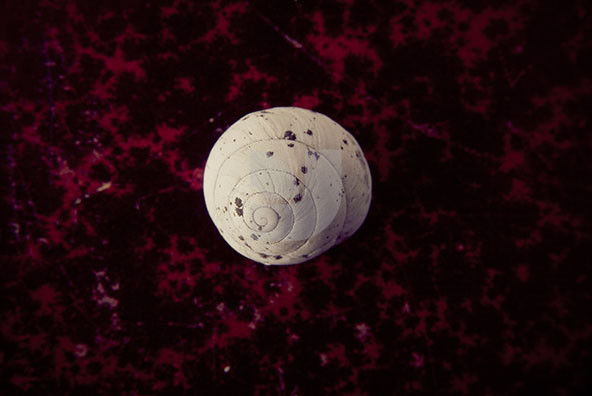 The Shell Collection 4