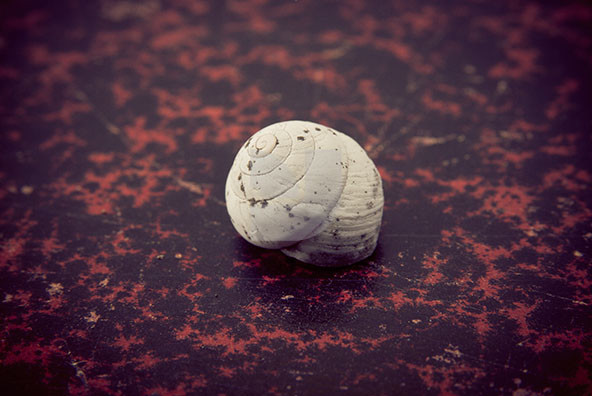 The Shell Collection 5