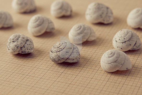 The Shell Collection 6