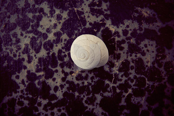 The Shell Collection 7