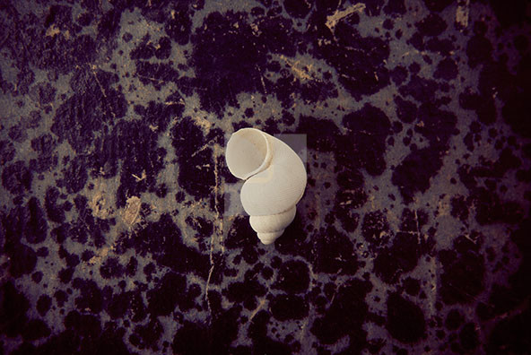 The Shell Collection 8