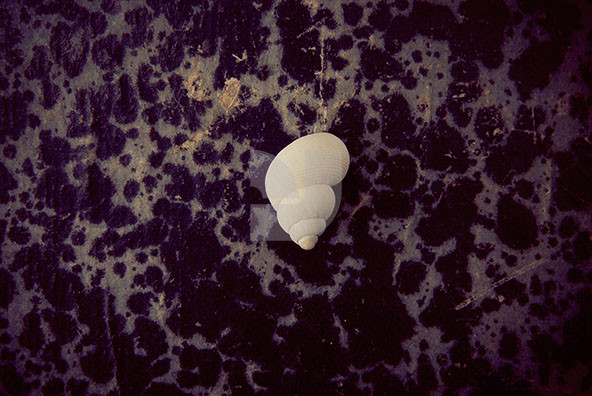The Shell Collection 9