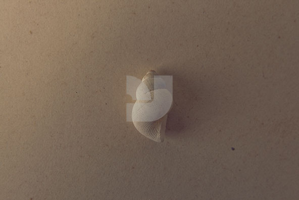 The Shell Collection 10