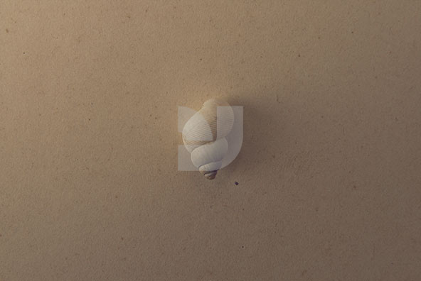 The Shell Collection 11