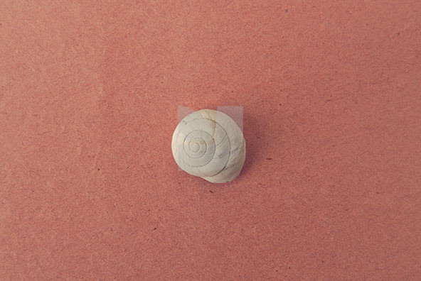 The Shell Collection 12