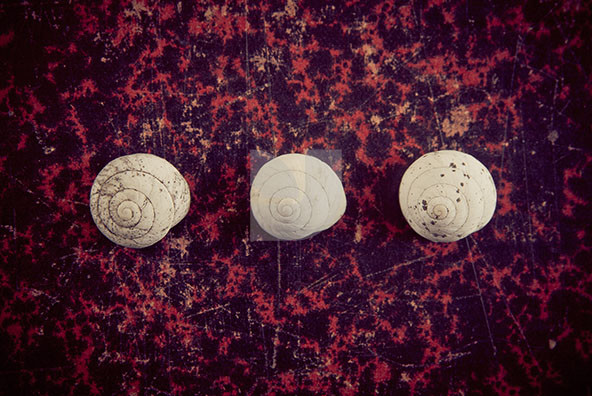 The Shell Collection 13