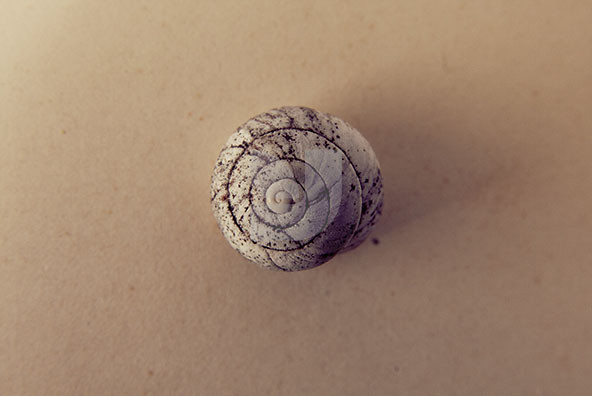 The Shell Collection 16