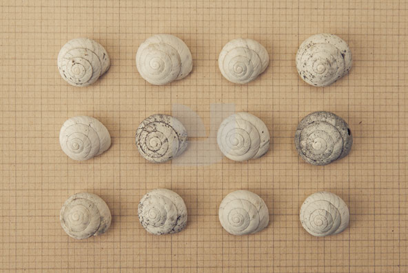 The Shell Collection 18