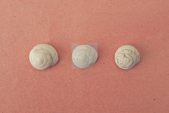 The Shell Collection 21