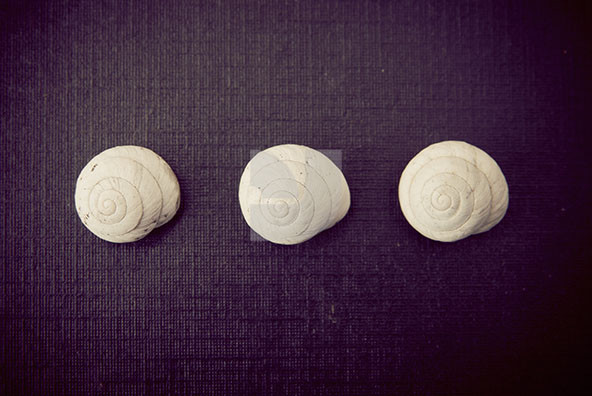 The Shell Collection 23