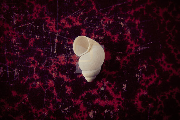 The Shell Collection 26