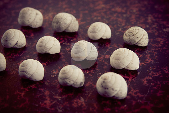 The Shell Collection 27