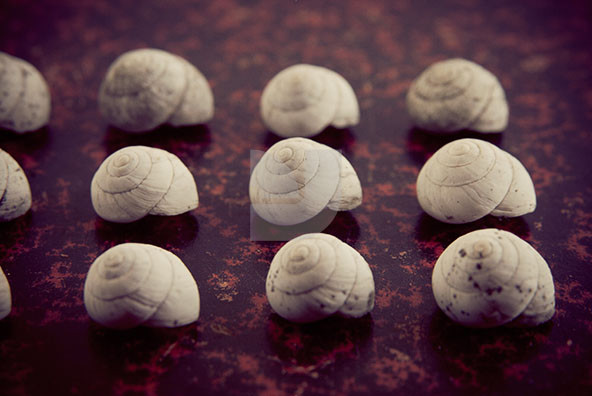 The Shell Collection 28