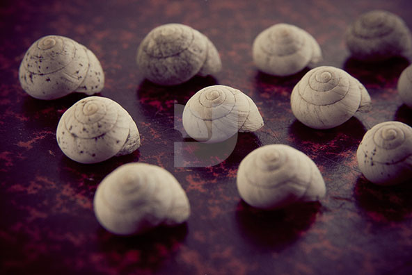 The Shell Collection 29