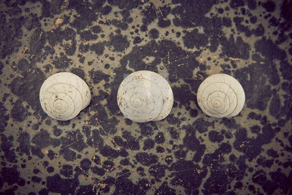 The Shell Collection 30