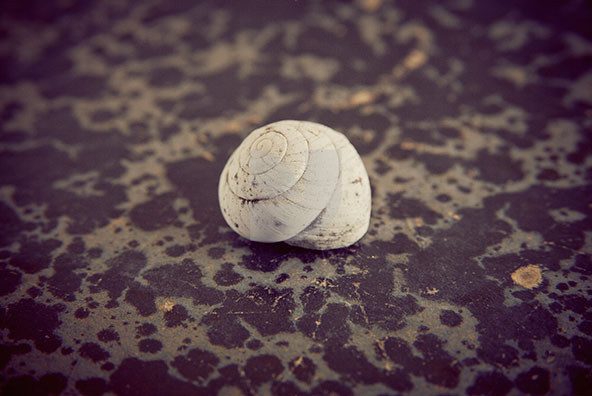 The Shell Collection 31