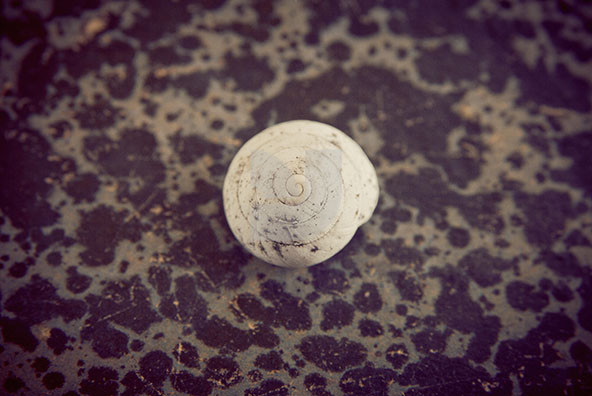 The Shell Collection 32