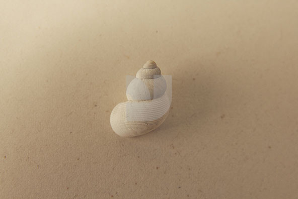 The Shell Collection 33