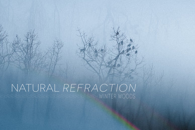 Natural Refraction Winter Woods