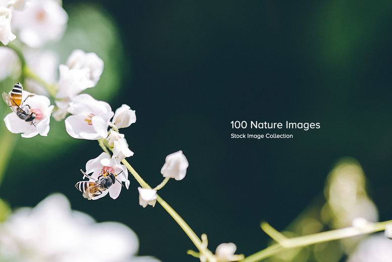 Things Nature Graphics Nature & Botanical Graphics - YouWorkForThem