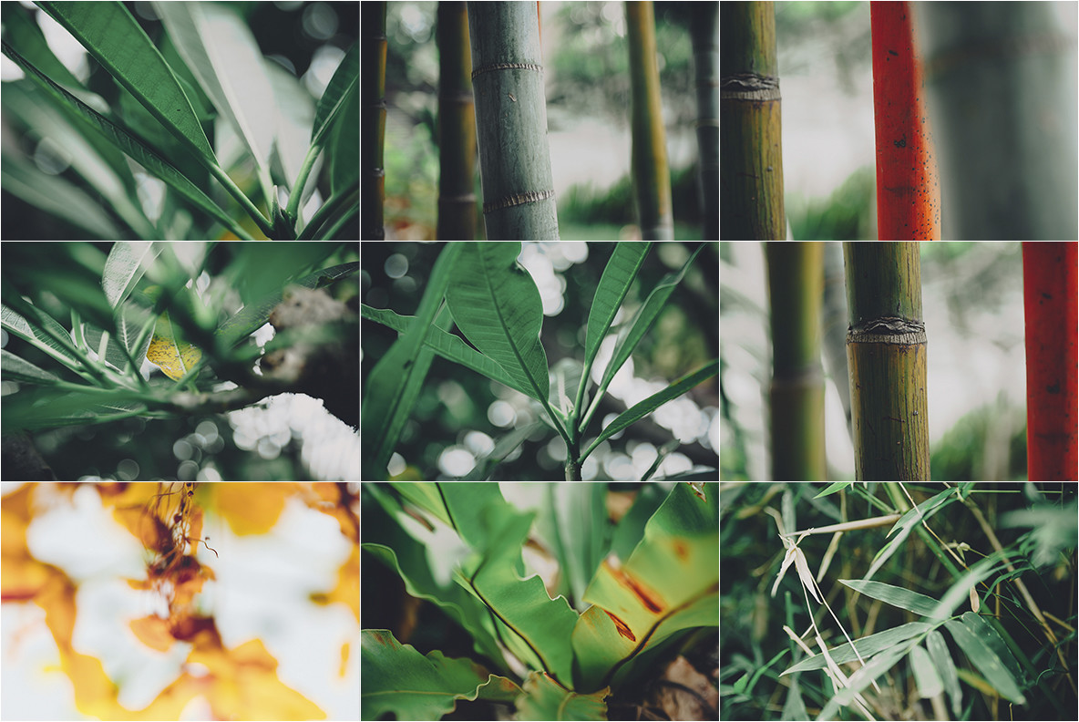 100 Tropical Images 2