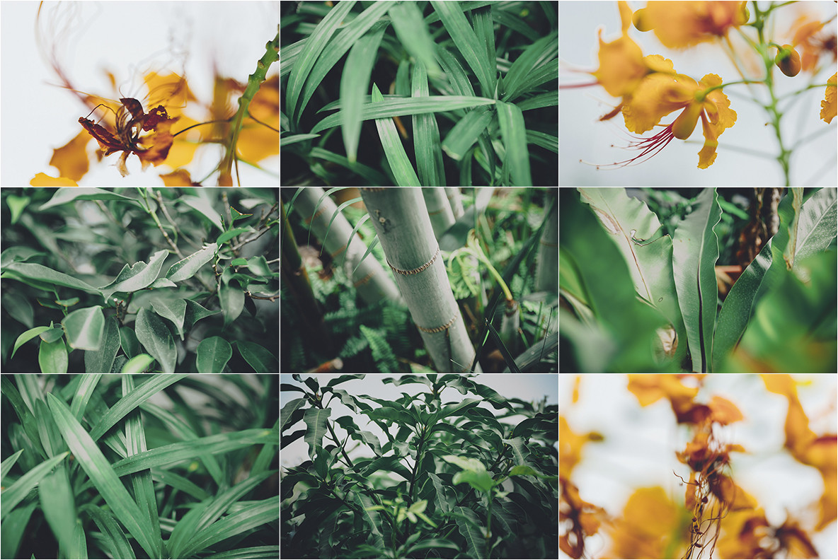 100 Tropical Images 3