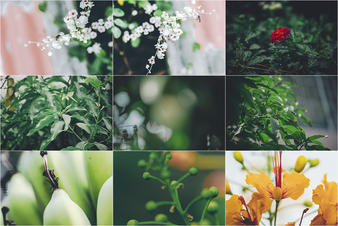 100 Tropical Images 4