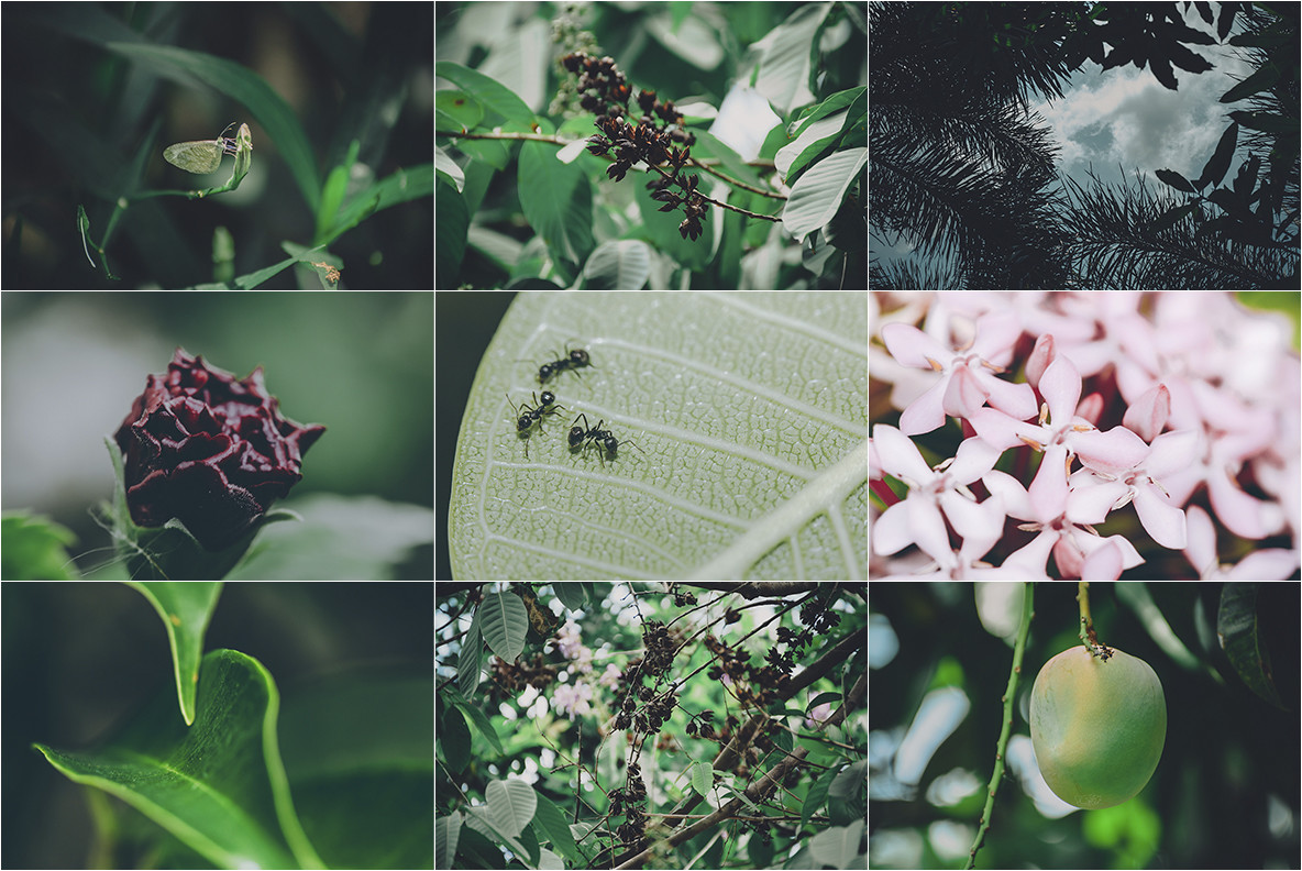 100 Tropical Images 5