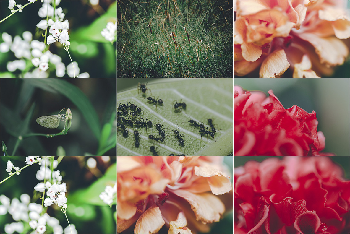 100 Tropical Images 6