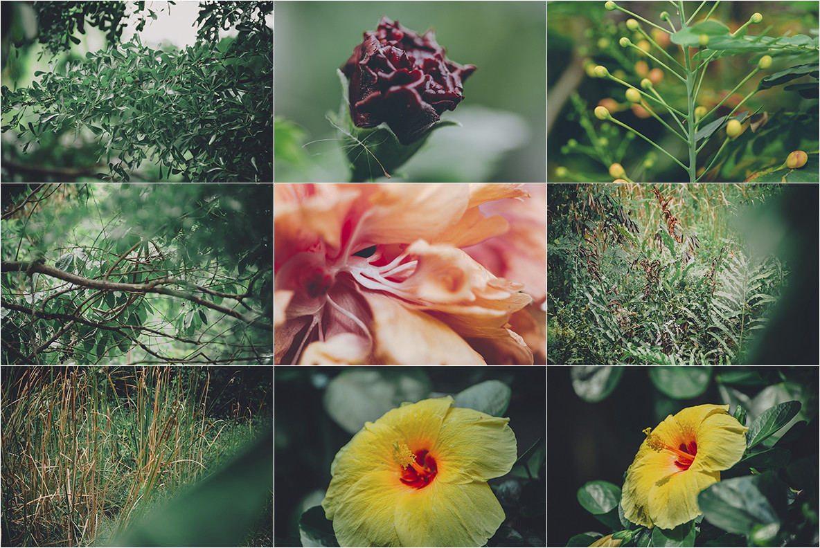 100 Tropical Images 7