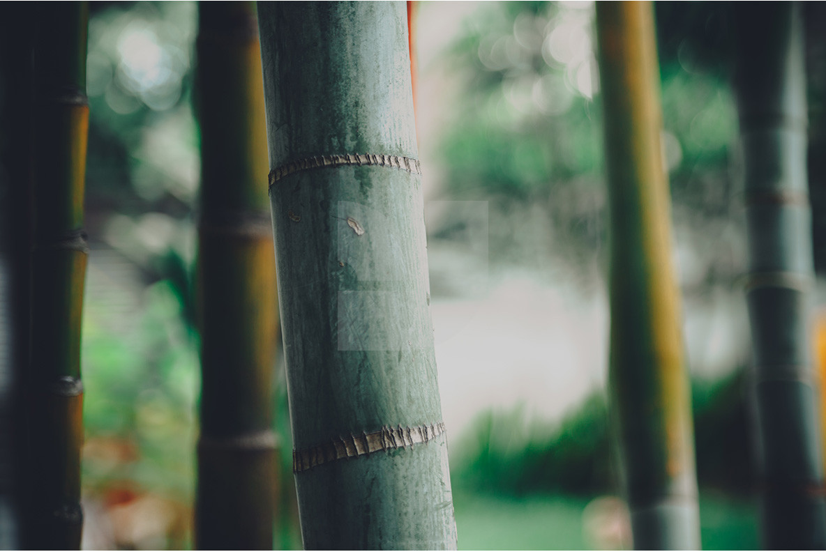 100 Tropical Images 8