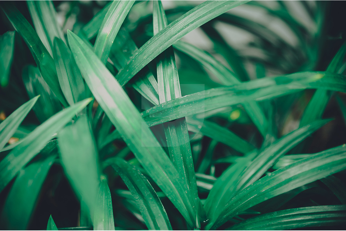 100 Tropical Images 9