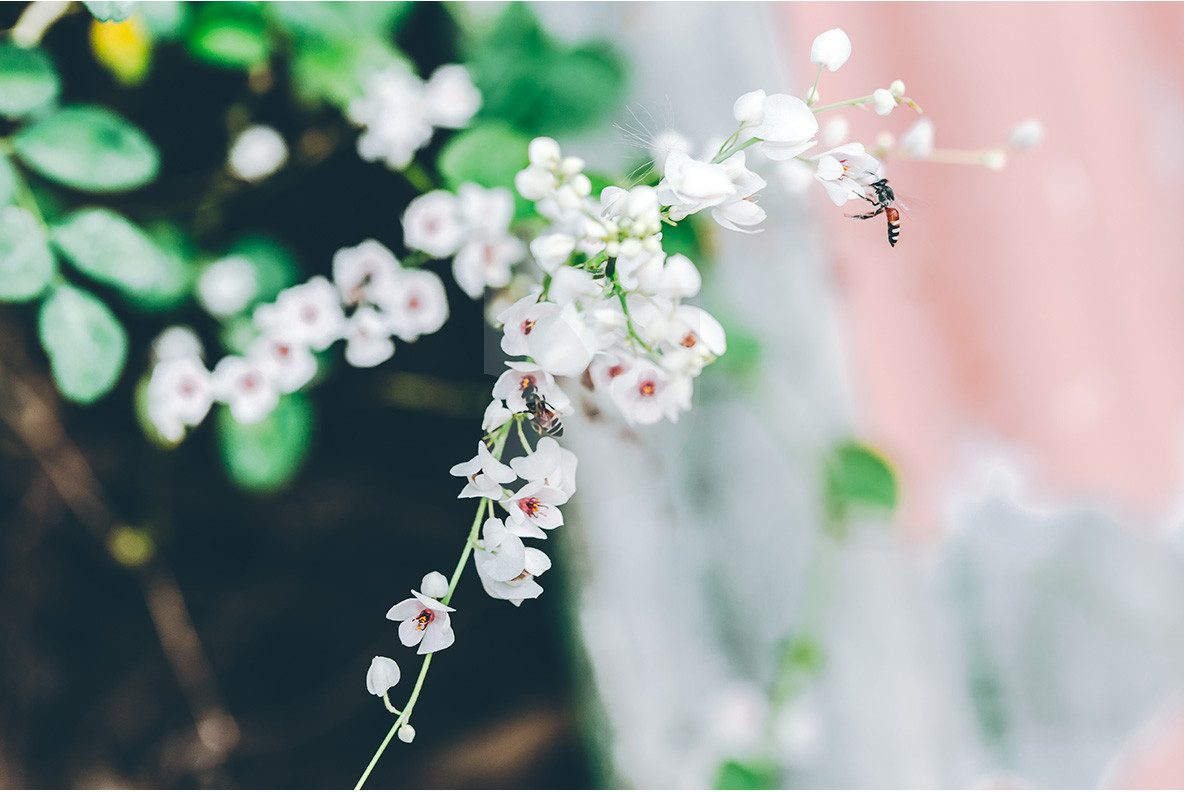 100 Tropical Images 10