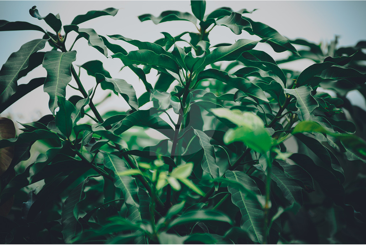 100 Tropical Images 11