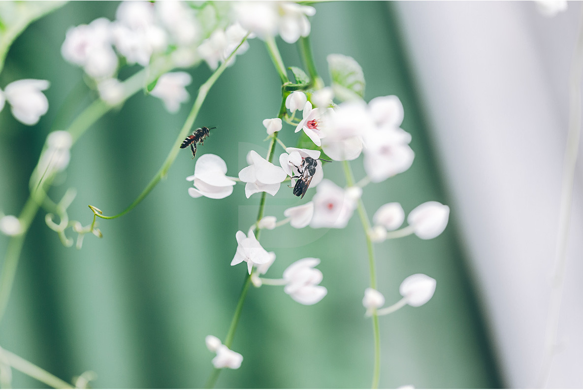 100 Tropical Images 12