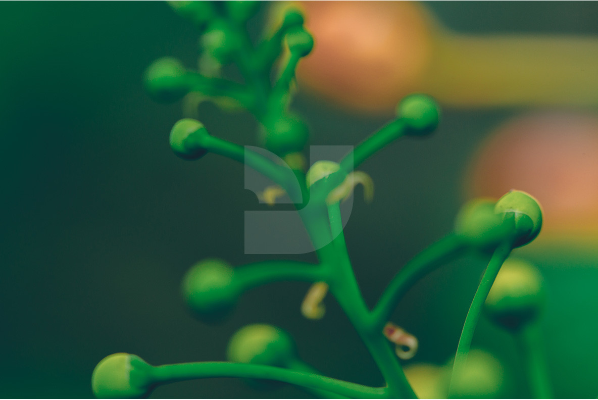 100 Tropical Images 13