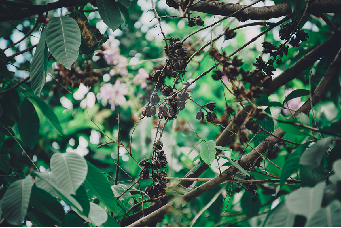 100 Tropical Images 14