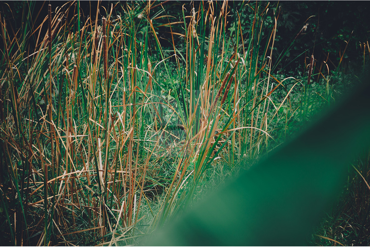 100 Tropical Images 15