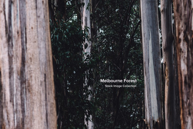 Melbourne Forest