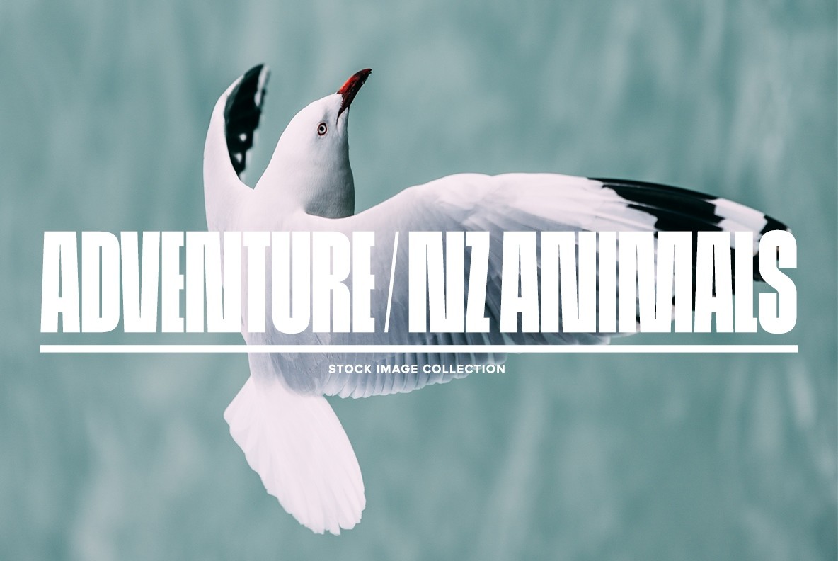 Adventure / NZ Animals
