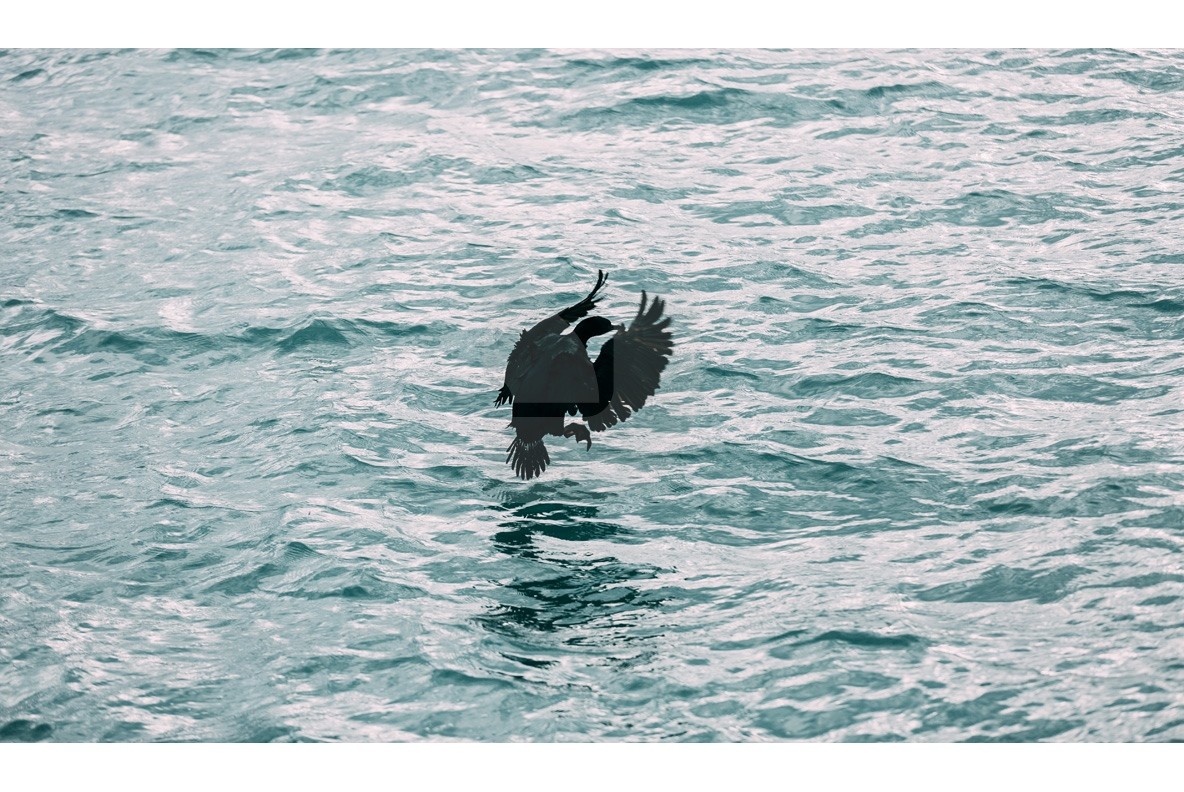 Adventure NZ Animals Adventure NZ Animals